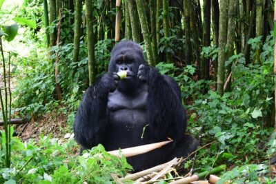Lowland Gorilla trekking in Kahuzi-Biega National Park - The optional Bukavu add-on: cathedral, markets, and Panzi Hospital