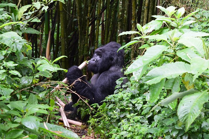Lowland Gorilla trekking in Kahuzi-Biega National Park - Lwiro Sanctuary: conservation that connects to what you saw
