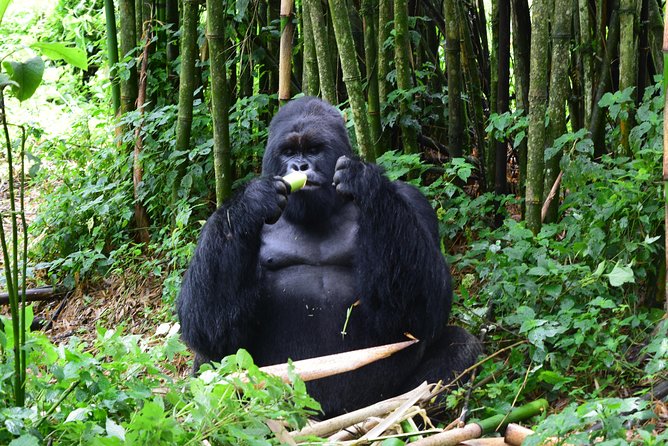 Lowland Gorilla trekking in Kahuzi-Biega National Park - The optional Bukavu add-on: cathedral, markets, and Panzi Hospital