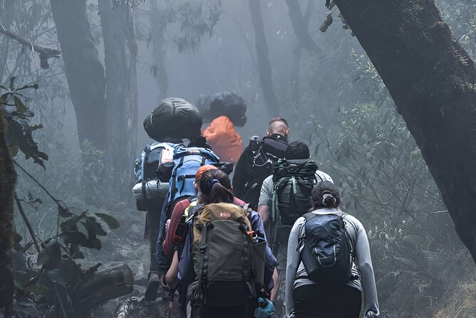 Machame Route 7-Day Private Kilimanjaro Trek - Day 2: Rainforest Out, Moorlands In to Shira Camp