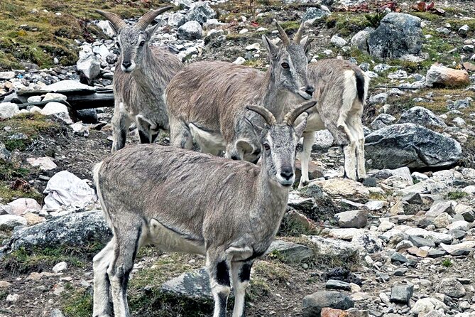 Manaslu Tsum Valley Trekking - Lokpa to Chumling and Chhokangparo: Rhododendrons, Bridges, and Lama Culture