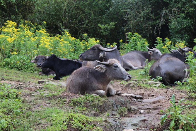 Mardi Himal Base Camp Trek (5 Days) - Price and Value: What $480 Covers (and Why It Matters)