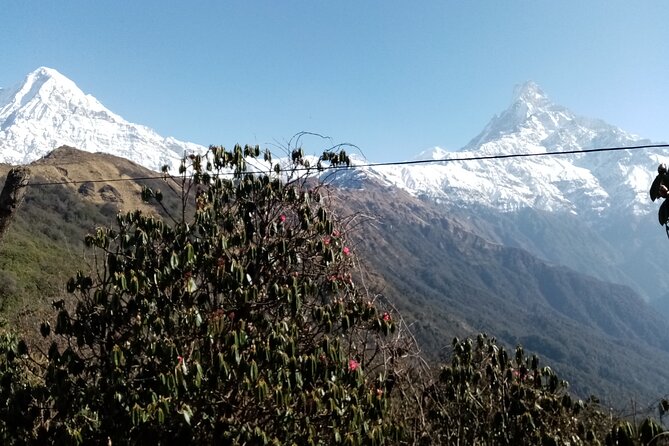 Mardi Himal Newly Discovered Trekking from Pokhara Nepal - Day 3: Low Camp, thinning vegetation, and Machhapuchhre views