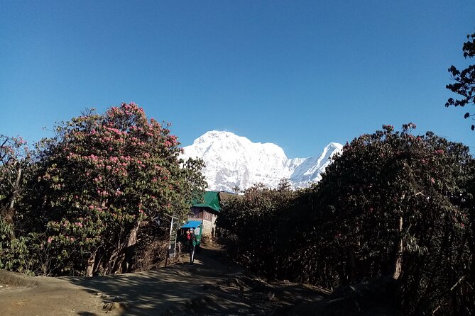 Mardi Himal Newly Discovered Trekking from Pokhara Nepal - Day 6: High Camp down to Siding Village and local life