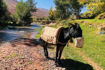 Marrakech: 2-Day Atlas Mountains Trek with Village Stay - The drive from Marrakech: Asni to Imlil, with real Atlas scenery along the way