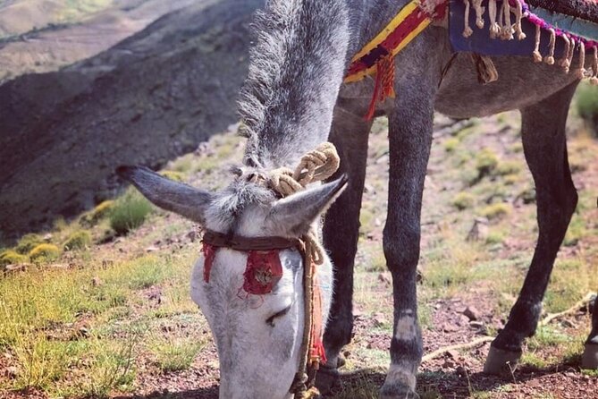 Marrakech: 2-Day Atlas Mountains Trek with Village Stay - Overnight in the Berber village: tagine dinner, simple lodging, and cold-night reality