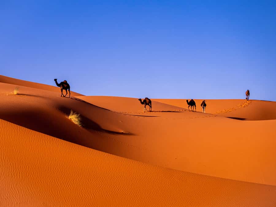 Marrakech: 3-Day Desert Tour to Merzouga Dunes & Camel Trek - Day 1: High Atlas Pass, Ait Ben Haddou, Rose Valley, and Dades Gorges