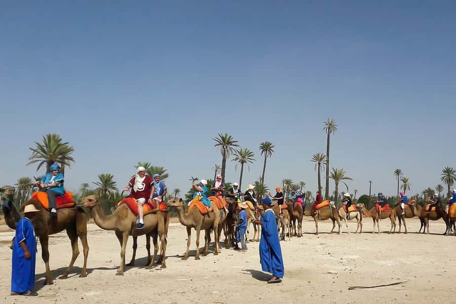 Marrakech: Camel Trek - A private camel ride through Marrakech’s Palmeraie
