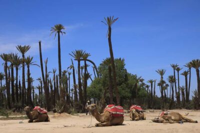 Marrakech: Camel Trek - How pickup and the camel “getting started” usually go