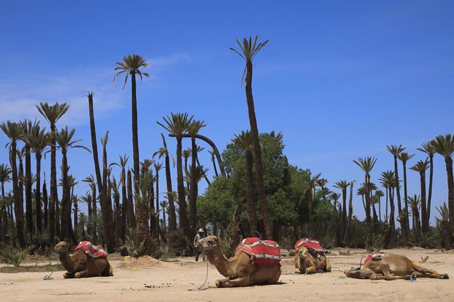 Marrakech: Camel Trek - Price and value: is $40 worth it?