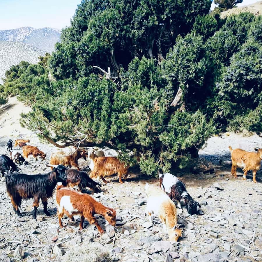 Marrakech: Guided 2-Day Trek to Imlil and Imnan Valleys - Price and what you actually get for $112