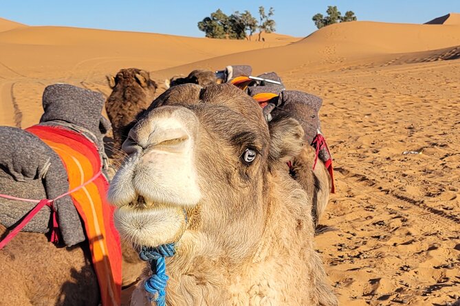 MERZOUGA DESERT TREK - 3 DAYS From Marrakech - Should You Book This Merzouga Desert Trek?