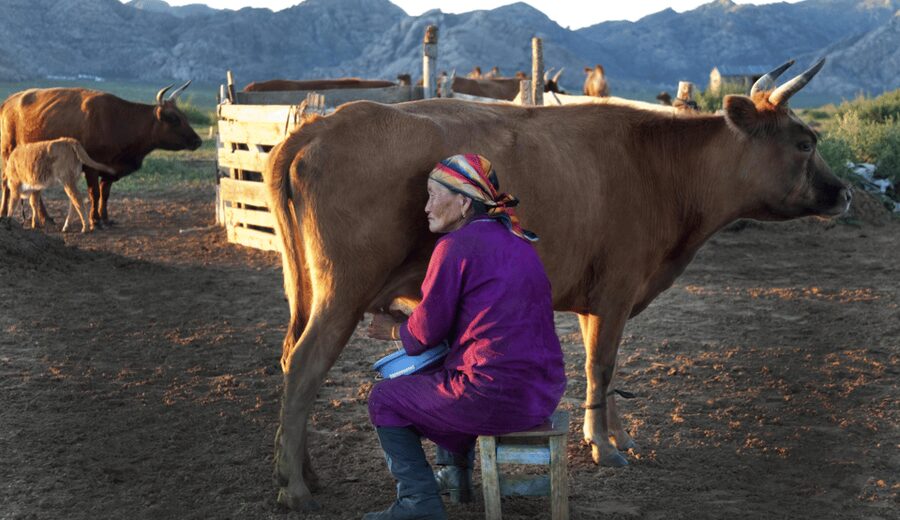 MONGOLIAN NOMADS: 2-Day Horse Trekking & Cow Milking Tour - Price and Value at $369: What You’re Really Paying For