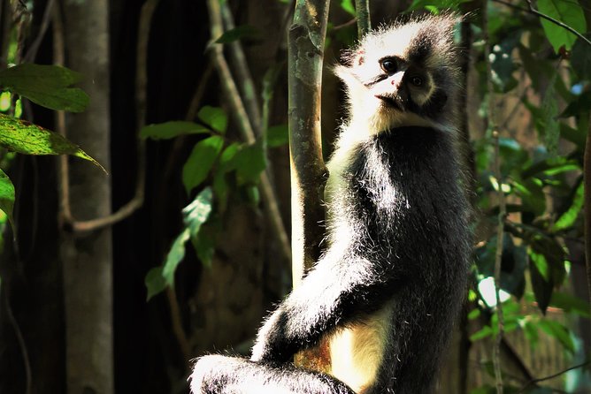 Monkey Business 2 days - 1 night Jungle Trekking (including rafting) - Food, Drinks, and Provided Gear: Less Hassle, More Moving