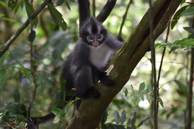Monkey Business 3 days - 2 nights Jungle trekking (including rafting) - Day 1 in the jungle camp: your first real rainforest night
