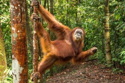 Monkey Business 3 days - 2 nights Jungle trekking (including rafting) - Price and value: why $205-ish can still feel fair