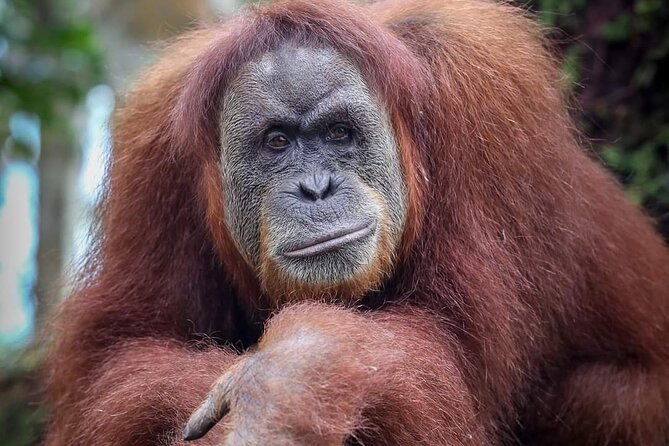 Monkey Business 3 days - 2 nights Jungle trekking (including rafting) - Who this trek suits best (and who should think twice)