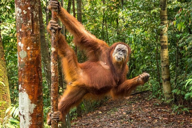 Monkey Business 3 days - 2 nights Jungle trekking (including rafting) - Price and value: why $205-ish can still feel fair