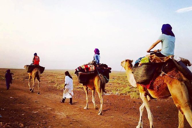 Morocco desert trek dromedary Mhamid dunes - Key things to know before you go