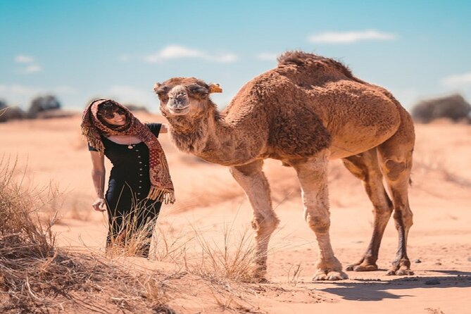 Morocco desert trek dromedary Mhamid dunes - Who Should Book This Dunes Trek (and Who Might Not)