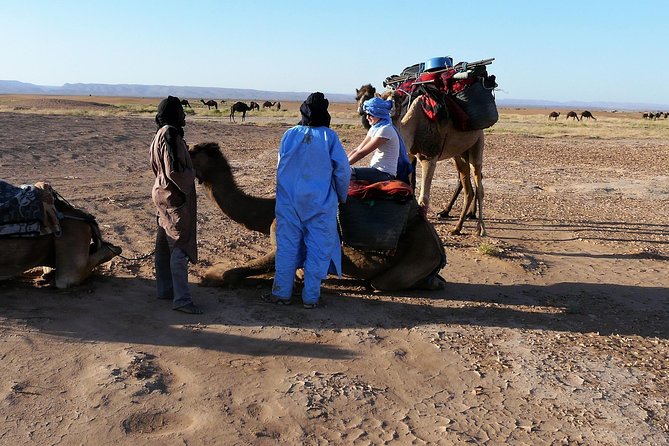 Morocco desert trek dromedary Mhamid dunes - Sunset Plans: Camp Dinner, Firelight, and a Real Evening Rhythm
