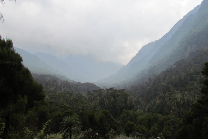 Mountain Rwenzori Trekking Uganda 9 Day Safari - Days 5–6: Scott Eliot Pass, Elena hut, and the Margherita summit day