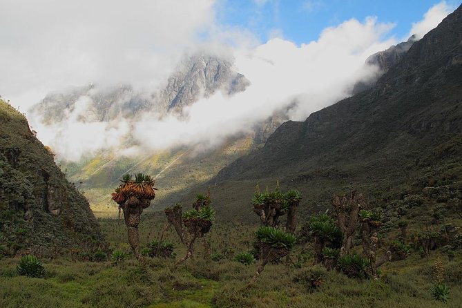 Mountain Rwenzori Trekking Uganda 9 Day Safari - What to expect on the trek: weather, pace, and hut life
