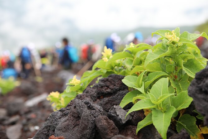 Mt.Fuji Trekking 1 Day Tour up to the summit - The Summit Option: How to Decide Without Guessing Wrong