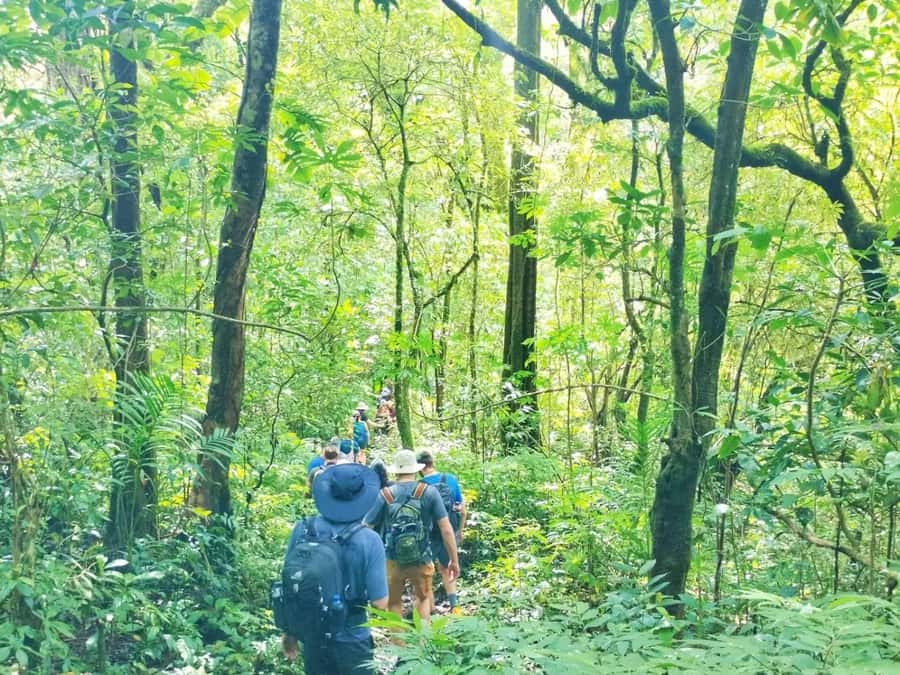 Munduk : Jungle Trekking,Canoeing,waterfall &authentic lunch - Key Things You’ll Actually Remember
