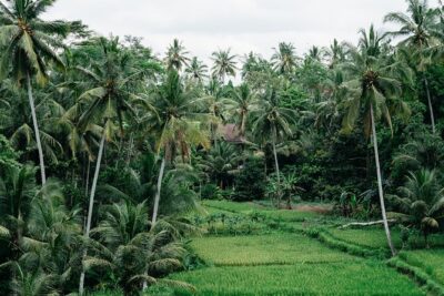 Munduk: Tamblingan jungle trek, waterfall, Ulun Danu temple - Tamblingan jungle trek: mossy old trees and lake air