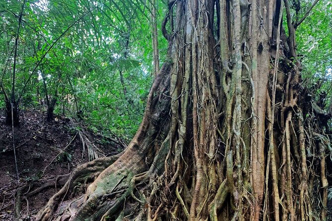 Munduk: Tamblingan jungle trek, waterfall, Ulun Danu temple - Banyumala Twin Waterfalls hike: ferns, curves, and a clear payoff