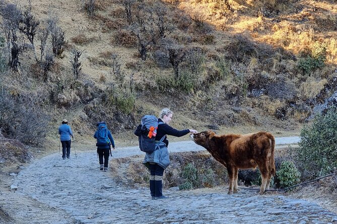 Mystic Darjeeling to Tonglu Day Trek - Key Highlights You’ll Actually Feel