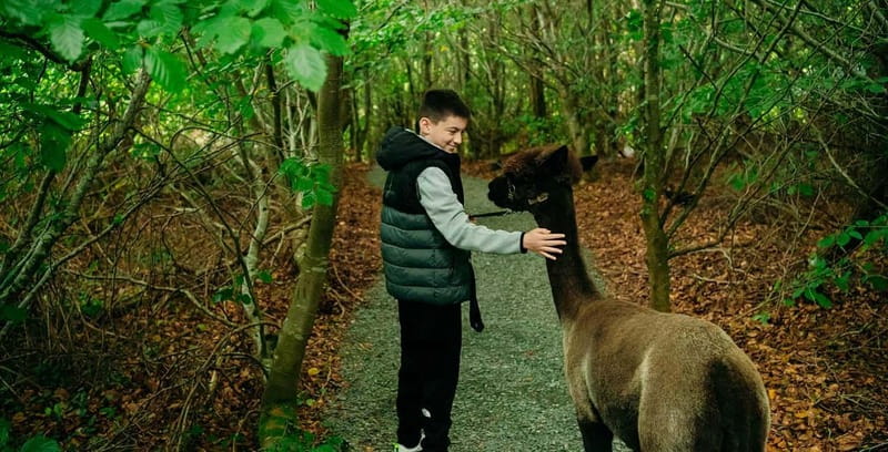 N. Ireland: Award Winning Guided Scenic Alpaca Trekking - Key things to love about this alpaca trek