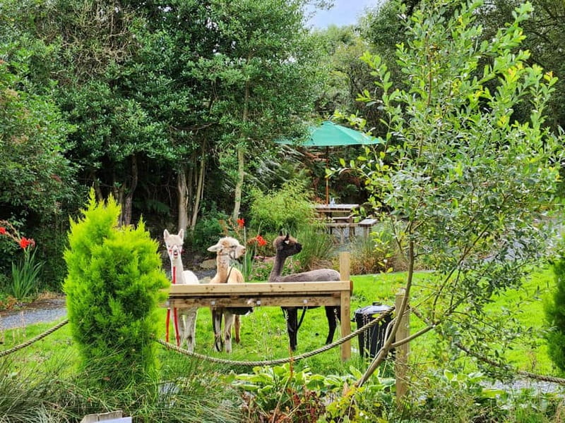 N. Ireland: Award Winning Guided Scenic Alpaca Trekking - First step: meet your alpaca and get set up