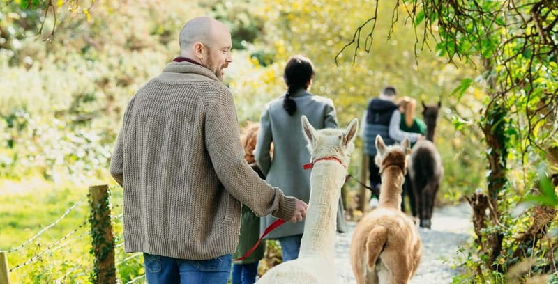 N. Ireland: Award Winning Guided Scenic Alpaca Trekking - Along the way: why the ponds and woodland are the point