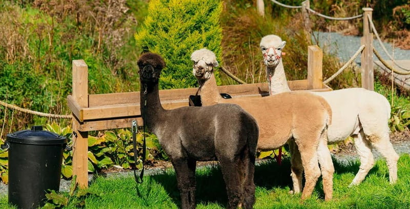 N. Ireland: Award Winning Guided Scenic Alpaca Trekking - The island coffee trailer: where the trek turns into a treat