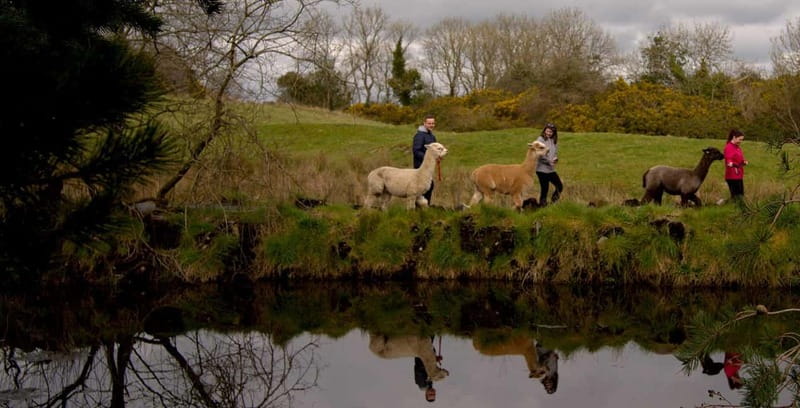 N. Ireland: Award Winning Guided Scenic Alpaca Trekking - Time, group flow, and what the schedule means for you