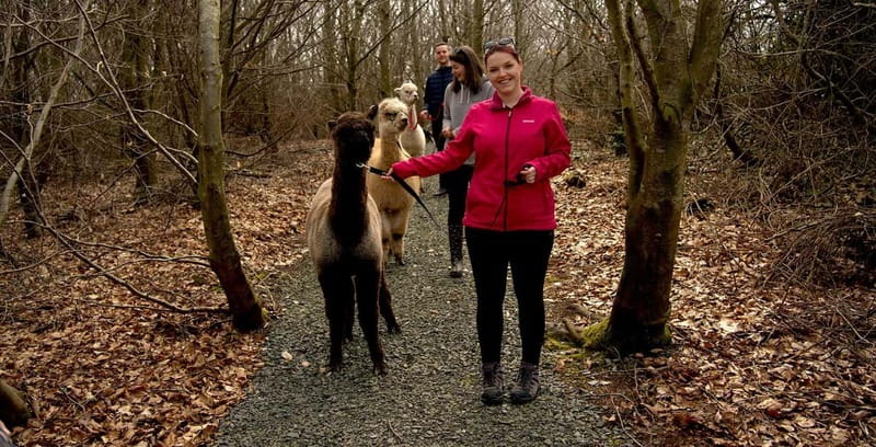 N. Ireland: Award Winning Guided Scenic Alpaca Trekking - Comfort and practicalities on site