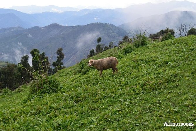 Naag Tibba Trekking and Hiking 2 Nights and 3 Days - Guides and the small human touches that make it work