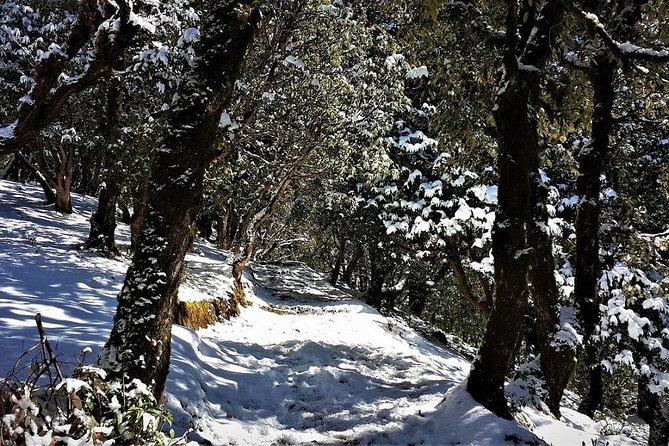 Nag Tibba 2 Days Trek (Pantwari to Pantwari) - Price and Logistics: When $24 Feels Fair (and When It Might Not)