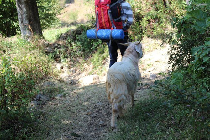 Nagtibba Trek (Dehradun to Dehradun) - Meals on trek: included food that keeps the plan moving