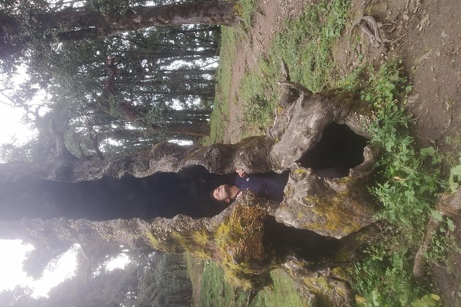 Nagtibba Trek (Pantwari to Pantwari) - Weather reality: how this trek handles the mountain mood