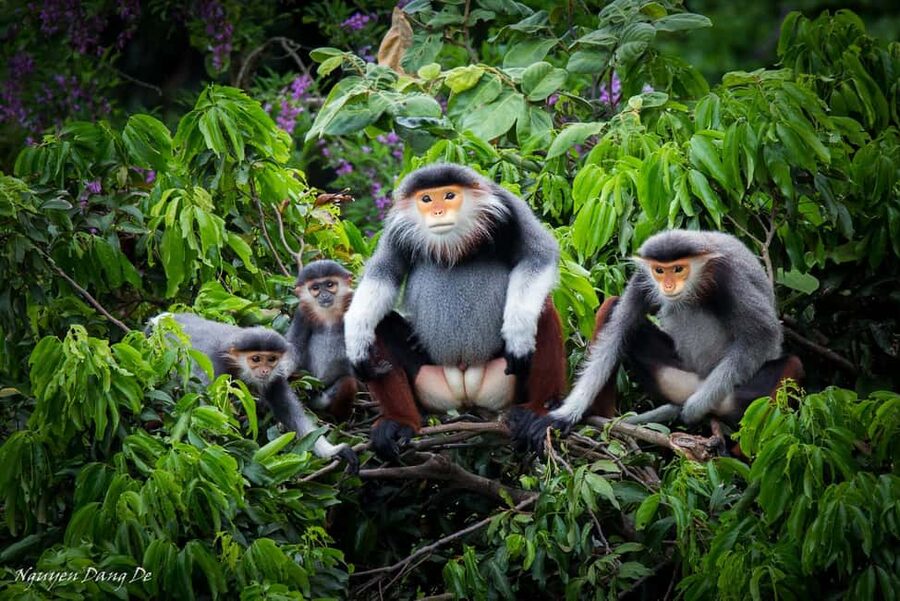 Ninh Binh: Cuc Phuong Jungle Trek, Wildlife & Ancient Caves - Cuc Phuong in a Nutshell: what a 9-hour day gives you