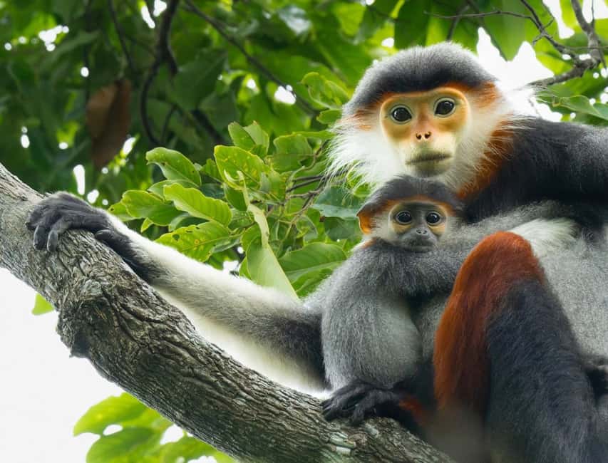 Ninh Binh: Cuc Phuong Jungle Trek, Wildlife & Ancient Caves - Endangered Primate Rescue Center: langurs up close and why it matters
