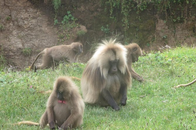 Northern Ethiopia & Trekking Simien Mountains , 10 Days - Value and Price: What $2,358.98 Really Buys You (and What to Double-Check)