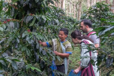 Off the Map Chiang Mai Jungle Coffee Trek Roast and Brew - Planting a coffee tree: a hands-on moment with long meaning