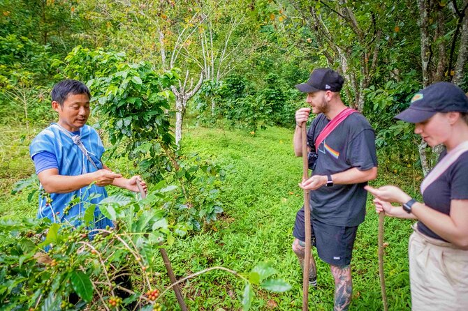 Off the Map Chiang Mai Jungle Coffee Trek Roast and Brew - Value for $123.87: inclusions, what you carry home, and what you’re really paying for