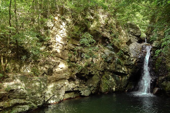 Okinawa Jungle Trails & Waterfalls – Private Yanbaru Tour - Yanbaru jungle trekking in 2–3 hours: what the experience feels like