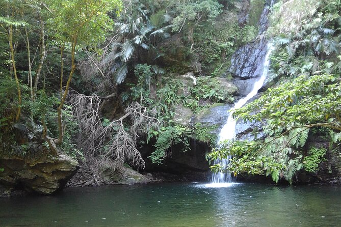 Okinawa Jungle Trails & Waterfalls – Private Yanbaru Tour - Stop 1 in Nago: the jungle river start where the humidity hits