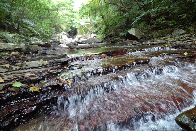 Okinawa Jungle Trails & Waterfalls – Private Yanbaru Tour - Stop 2 at the waterfall foot: the break that turns the hike into a swim moment